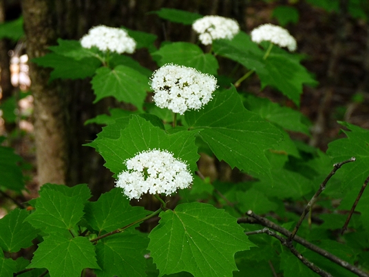 {Viburnum acerifolium}